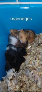 Jonge syrische hamsters handtam en lief, Dieren en Toebehoren, Knaagdieren, Hamster, Februari, Meerdere dieren, Tam
