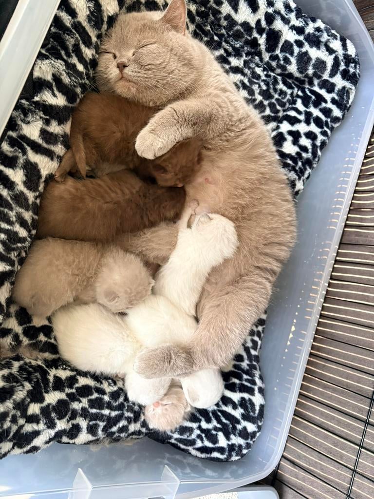 ** Prachtige Brits Britse kittens Choco/Cinnamon/Point/Lilac, Dieren en Toebehoren, Meerdere dieren, Ontwormd, 0 tot 2 jaar