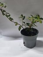 Hulst te koop, Ophalen, Overige soorten, Halfschaduw