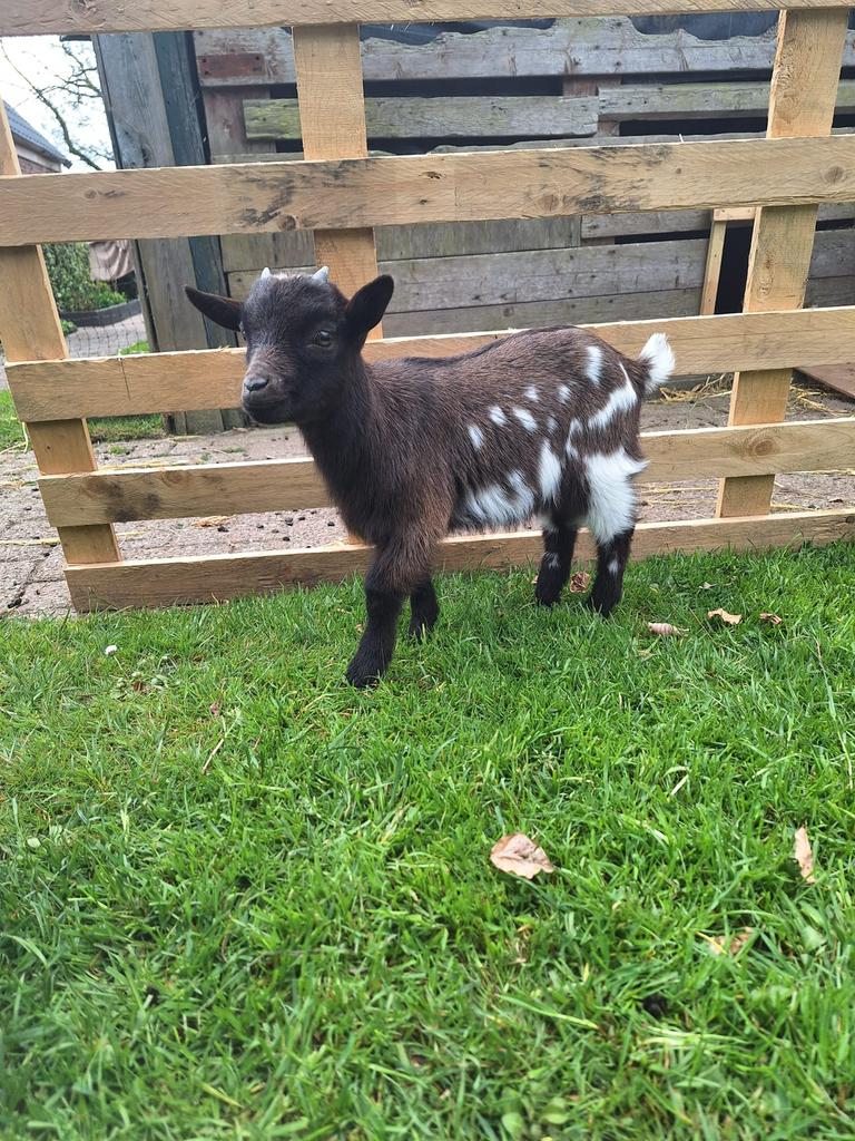 Dwerggeiten / dwerggeitjes, Dieren en Toebehoren, Mannelijk, Geit