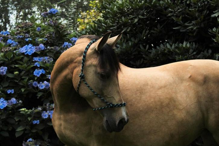 Bijrijders gezocht, Dieren en Toebehoren, Paarden en Pony's | Verzorgingsproducten, Ophalen of Verzenden