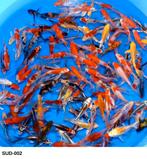 Butterfly Koi 14-17cm, Dieren en Toebehoren, Karper of Koi