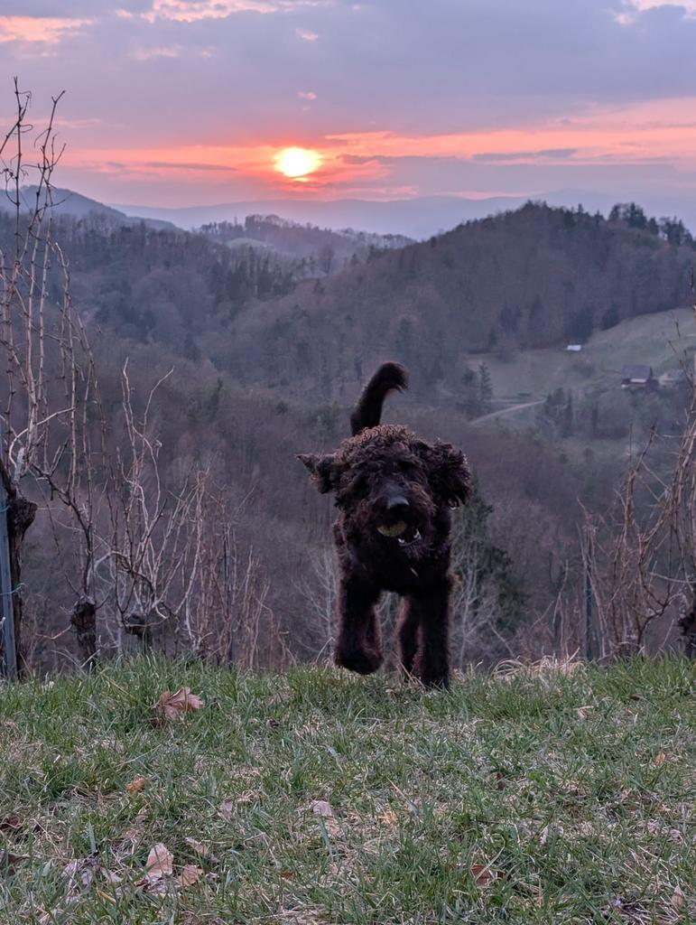 Wandelen / oppas voor hond Lucy, Dieren en Toebehoren, Ophalen