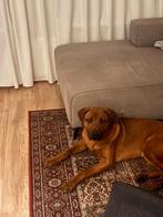 Lieve Rhodesian ridgeback pup zindelijk, Parvo, 8 tot 15 weken, Meerdere, Nederland