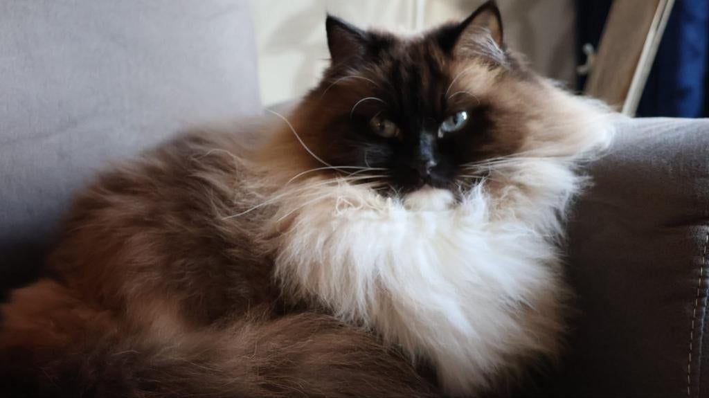 -maan mijn ragdoll van 2 zoekt een huisje met flinke buiten, Dieren en Toebehoren, Poes, 0 tot 2 jaar
