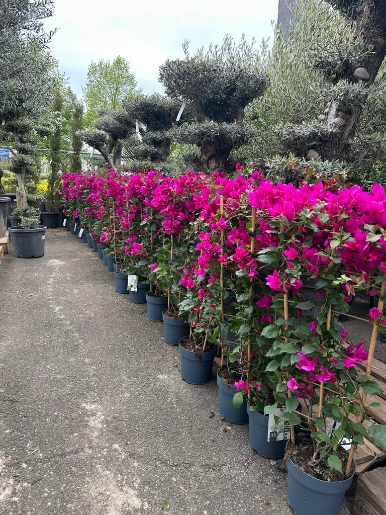 Bougainvillea planten, 2 maten, Tuin en Terras, Ophalen of Verzenden