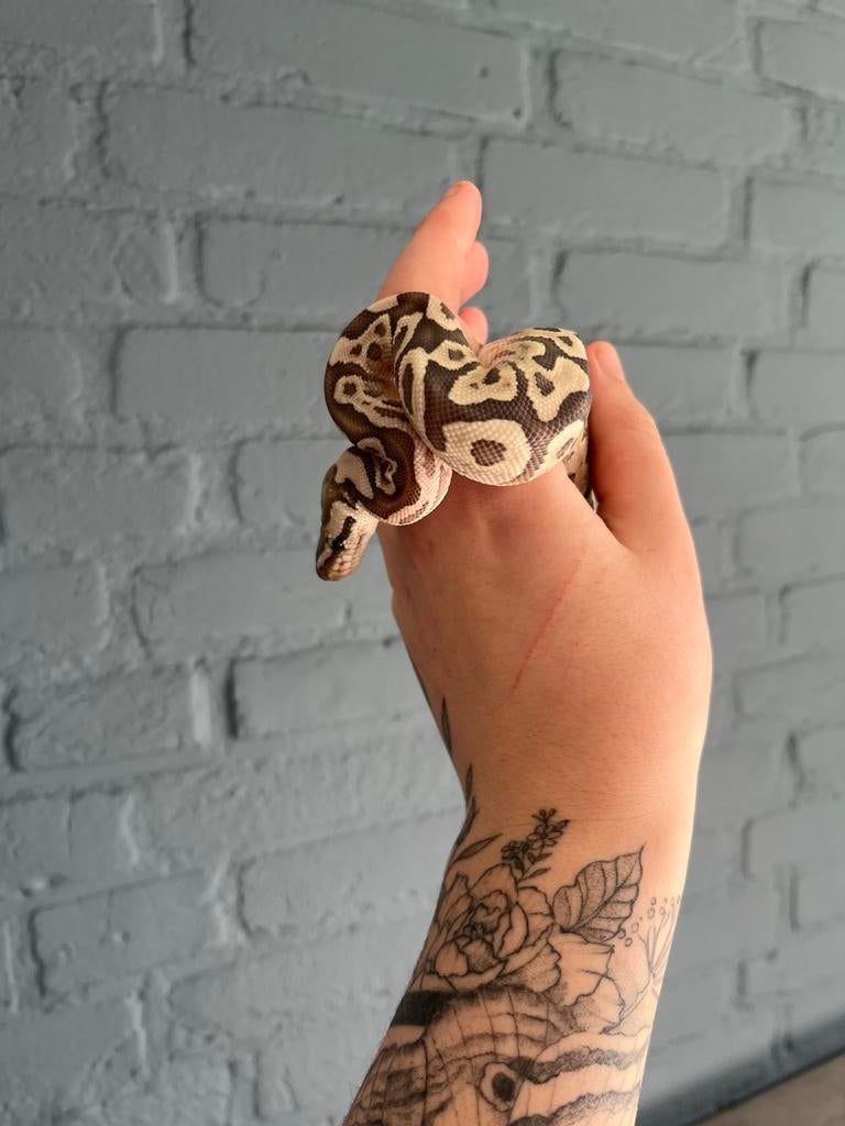 Koningspython Bamboo Desert Ghost, Dieren en Toebehoren, Reptielen en Amfibieën, Slang, 0 tot 2 jaar