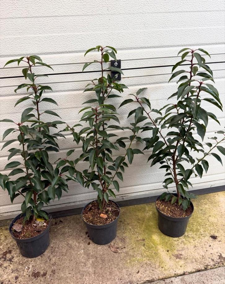 actie Portugese laurier +- 50 cm en +- 60, Tuin en Terras, Planten | Struiken en Hagen, Laurier, Minder dan 100 cm, Ophalen of Verzenden