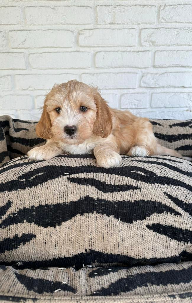 Maltipoo pups, maltexer x toy poedel, Dieren en Toebehoren, Parvo, Nederland, Overige rassen, 8 tot 15 weken