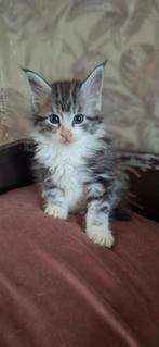 *** Maine coon katertjes *** silvertabby/ red silvertabby, Dieren en Toebehoren, Katten en Kittens | Raskatten | Langhaar, Kater