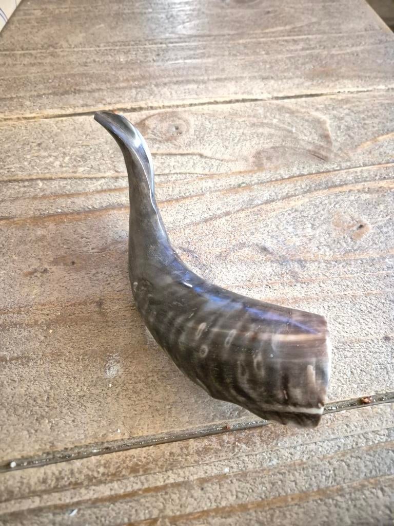 Authentieke Kosher Ram's Hoorn Shofar uit Israël, Ophalen of Verzenden