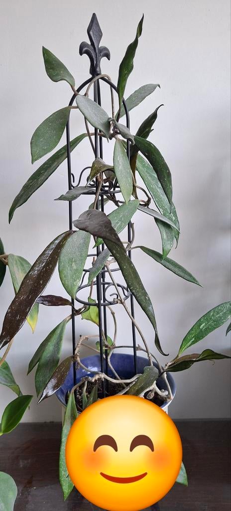 Hoya pubicalyx, Huis en Inrichting, Kamerplanten, Ophalen, Halfschaduw, Minder dan 100 cm