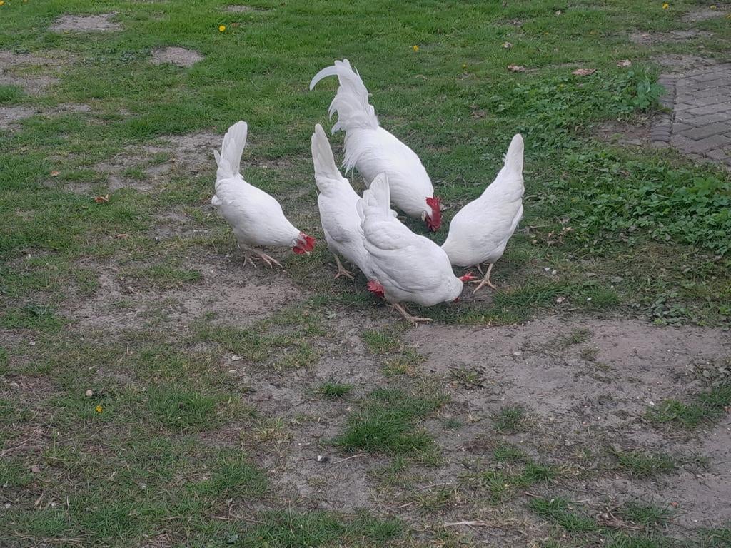 Broedeieren van witte leghorn, Dieren en Toebehoren, Pluimvee, Geslacht onbekend, Kip