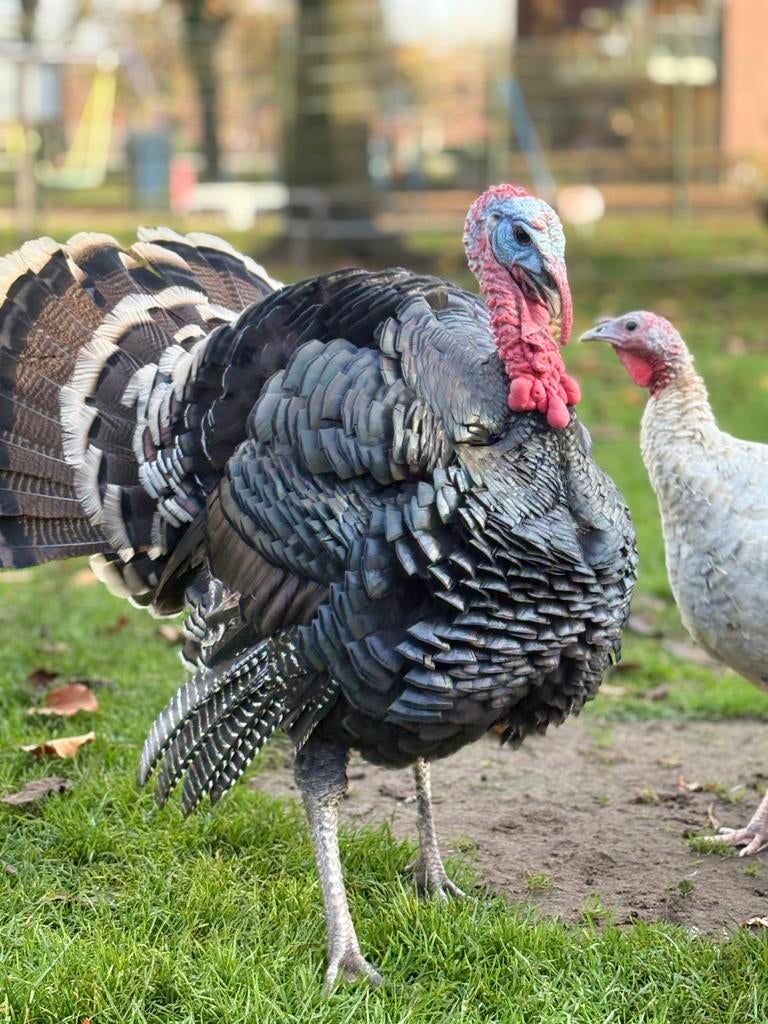 Amerikaanse Brons Kalkoen Kuikens, Geslacht onbekend, Kip