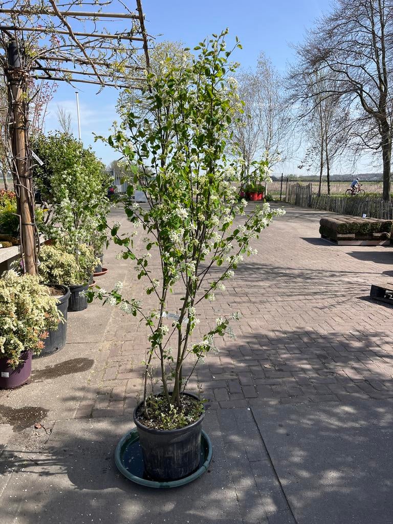 Amelanchier lamarckii krentenboom, Tuin en Terras, Ophalen of Verzenden, 100 tot 250 cm