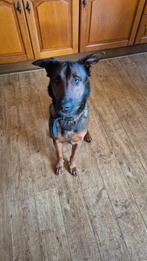 Mechelse herder teef, Dieren en Toebehoren, Honden | Herdershonden en Veedrijvers, 6 jaar of ouder, Teef, Eén hond, Herder