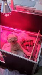 Werpkist te huur, grote werpkist, Ophalen, Nieuw, Overige