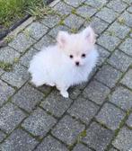 Pomeriaan pup, Dieren en Toebehoren, Honden | Niet-rashonden, Reu, 8 tot 15 weken, Parvo, Eén hond