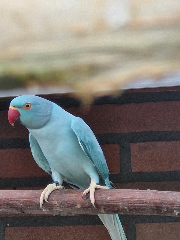 Halsband parkieten kweek 24 - 25, Dieren en Toebehoren, Vogels | Parkieten en Papegaaien, Meerdere dieren, Parkiet, Geringd
