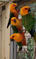 Aratinga jendya en zonparkiet