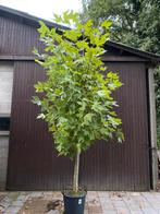 Knotplataan, dakplataan. Leiplataan. Platanus hispanica, Tuin en Terras, Ophalen, Bloeit niet, Volle zon, Overige soorten