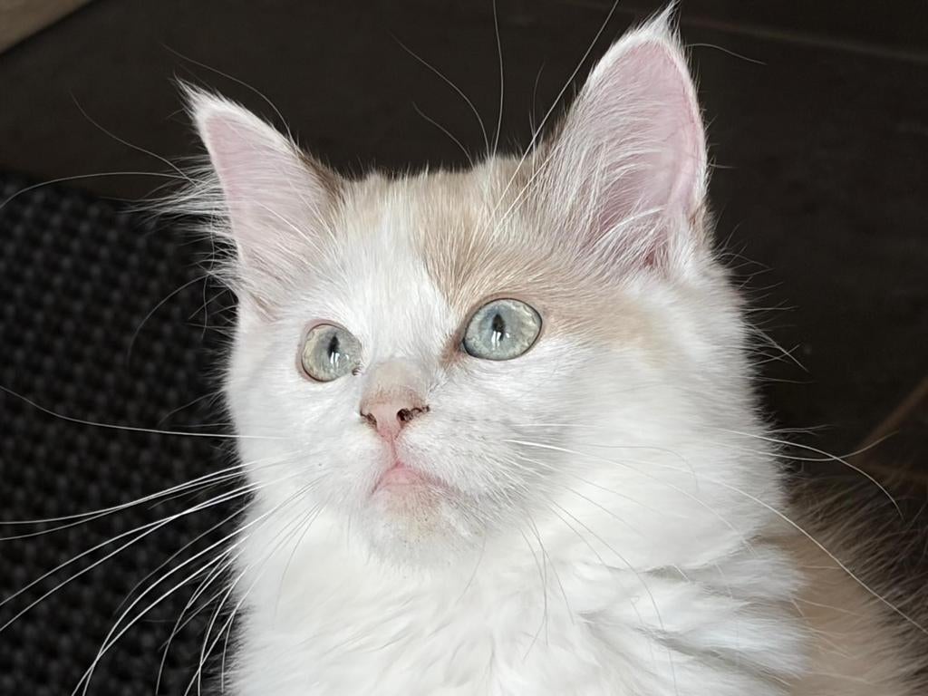 Chocolade mink bicolor ragdoll poesje, Dieren en Toebehoren, Poes, Met stamboom, 0 tot 2 jaar