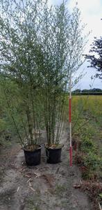 Te koop bamboe, Tuin en Terras, Ophalen, Bloeit niet, Overige soorten, 250 tot 400 cm