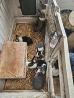 Hollander konijntjes bijna 12 weken oud. 6 rammetjes, Dieren en Toebehoren, Mannelijk, Middelgroot, 0 tot 2 jaar