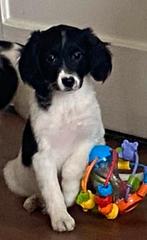 Hele mooie FRIESE STABIJ x HEIDEWACHTEL pup - teefje., Dieren en Toebehoren, Parvo, Nederland, 8 tot 15 weken, Teef