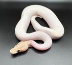 1.0 Ivory Pied ball python regius te koop, Dieren en Toebehoren, Slang, Tam, 0 tot 2 jaar