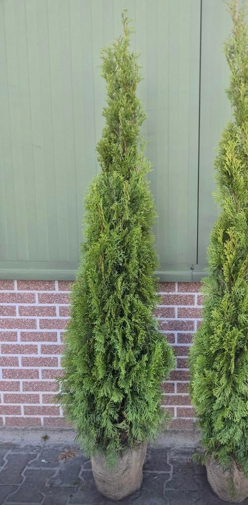 12 x Thuja Smaragd 160/180 VANDAAG BEZORGD, Tuin en Terras, Planten | Struiken en Hagen, Ophalen of Verzenden, Conifeer, 100 tot 250 cm