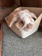 Voedster, Dieren en Toebehoren, Konijnen, Vrouwelijk, Dwerg, Hangoor