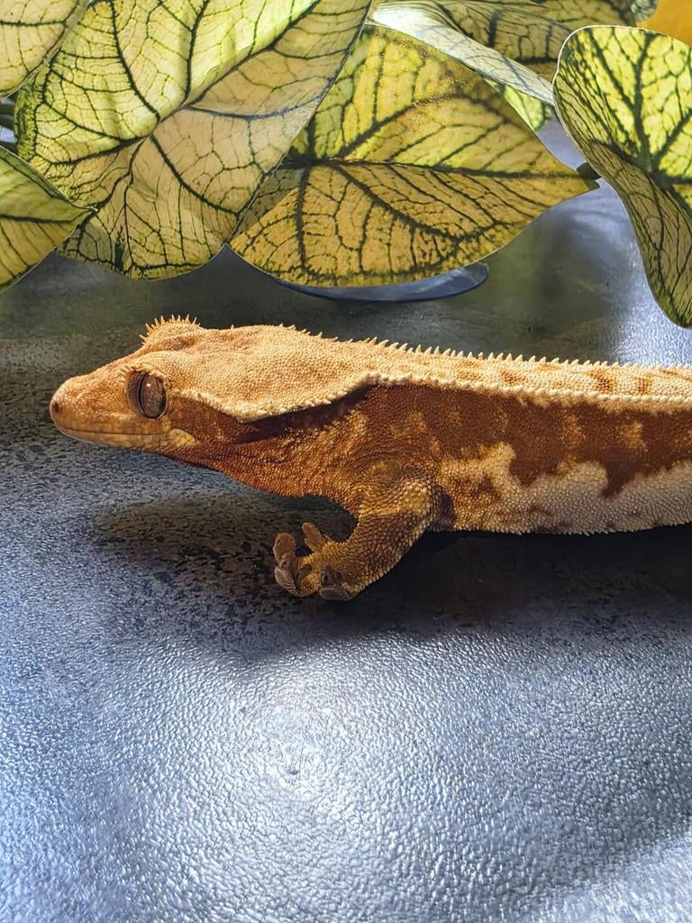Tricolor lilly White man Crested Gecko - male for sale from Michael