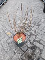 Hortensia Limelight in 5 liter pot, Ophalen