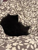 Pomchi, Dieren en Toebehoren, 15 weken tot 1 jaar, Overige rassen, Teef, Parvo