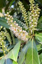 MEGA ACTIE | Prunus Novita | Laurier 175-200cm, Ophalen, Laurier, 100 tot 250 cm