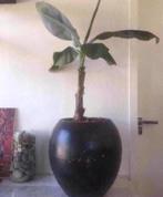 Vintage jaren '60 vaas bol terracotta bloempot groot zwart, Gebruikt, Zwart, Aardewerk of Porselein, Ophalen of Verzenden