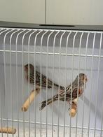 Koppel agaat rood mozaiek kanaries, Dieren en Toebehoren, Vogels | Kanaries, Meerdere dieren, Kleurkanarie