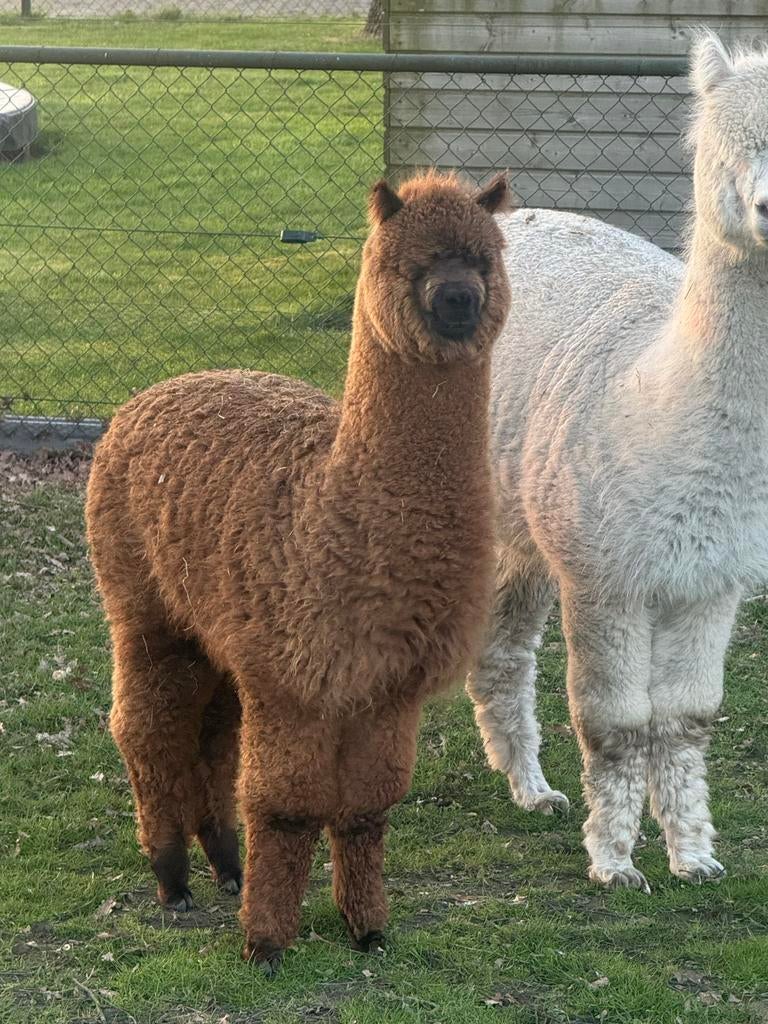 Alpaca hengstje, Dieren en Toebehoren, Overige Dieren, Juni