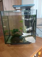 Superfish Qubiq 30 aquarium met neocaridina garnalen blauw, Dieren en Toebehoren, Ophalen, Gebruikt, Gevuld zoetwateraquarium