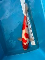Japanse Kohaku, Karper of Koi