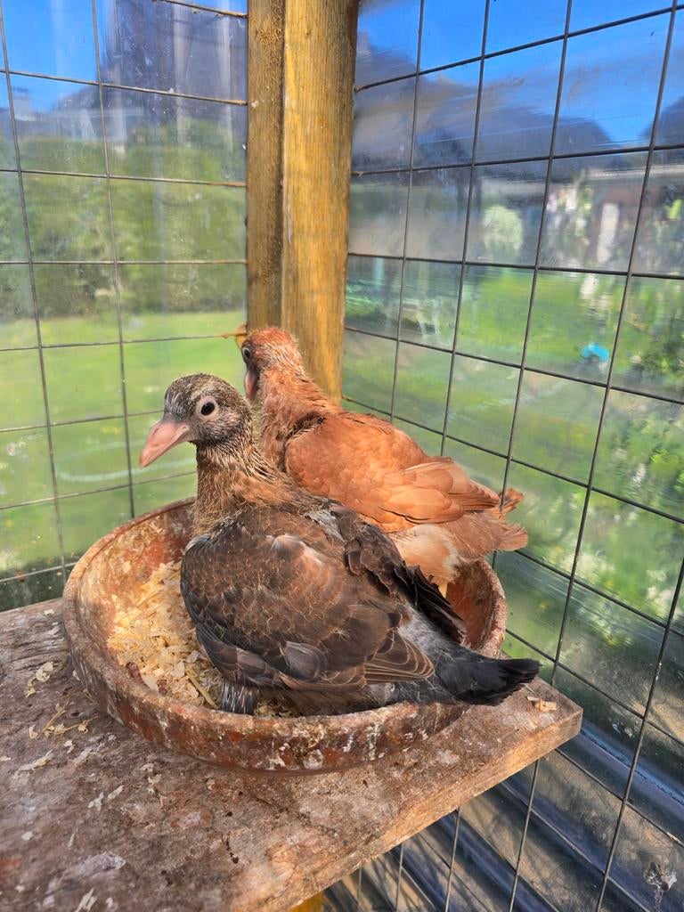Postduiven duiven te koop (jongsters), Dieren en Toebehoren, Meerdere dieren, Postduif