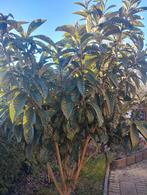 Eriobotrya japonica - Japanse wolmispel, Ophalen of Verzenden, Halfschaduw, Overige soorten, Minder dan 100 cm