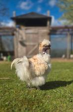 Prachtige lieve Redpyle Showgirl Amerikaanse/ USA Zijdehoen, Dieren en Toebehoren, Pluimvee, Mannelijk, Kip
