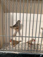 Zebravink pop, Vrouwelijk