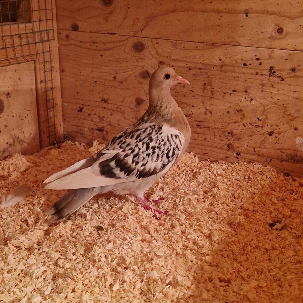 Neurenberger Leeuwerik (doffer), Dieren en Toebehoren, Mannelijk, Kropper