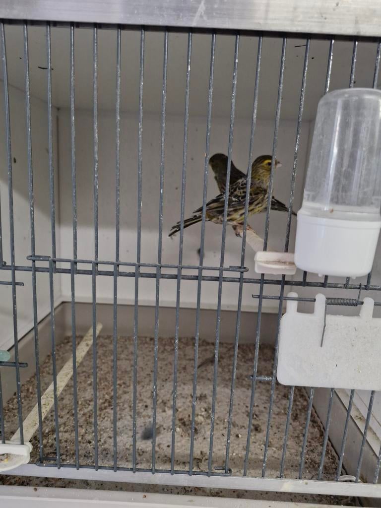 5 mooie koppels lizards die mogen verhuizen,, Meerdere dieren, Kleurkanarie