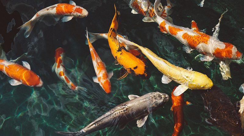 Gezocht! Koi karpers, Vis