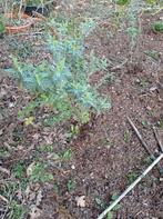 Paarse, biologische vlinderstruik, Ophalen, Vlinderstruik, Struik, Minder dan 100 cm