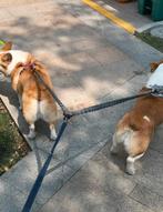 Nieuwe dubbele riem, Dieren en Toebehoren, Ophalen of Verzenden